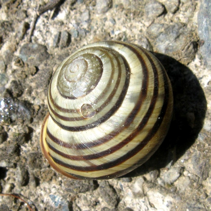 Chiocciolina delle vigne in Valtellina: Cepaea nemoralis